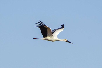 Oriental Stork Watarase Yusuichi (Wetland) Fri, 1/20/2023