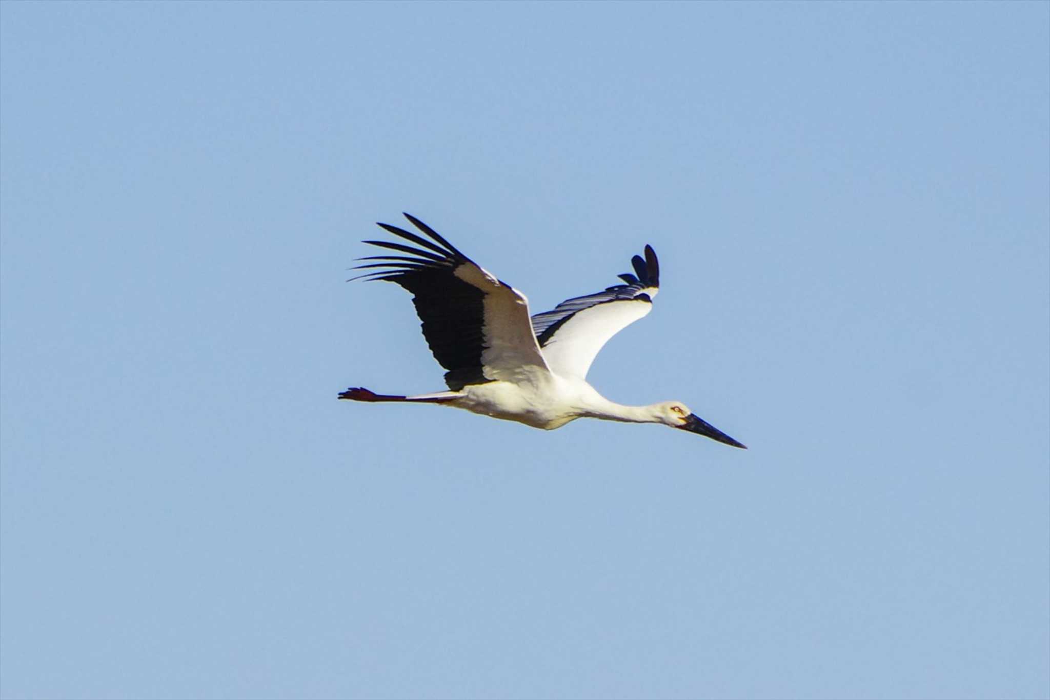 Photo of Oriental Stork at Watarase Yusuichi (Wetland) by BW11558