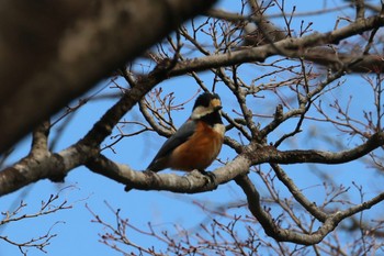 Varied Tit 養老公園 Wed, 3/1/2023