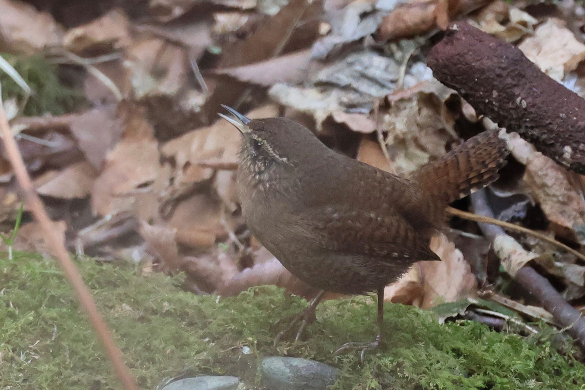 Photo of Eurasian Wren at 養老公園 by フーさん