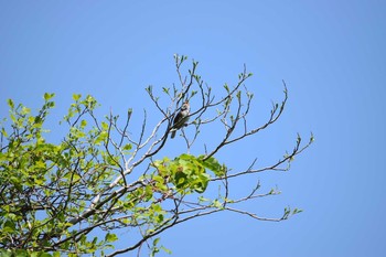 Japanese Bush Warbler 千丈寺湖 Fri, 5/4/2018