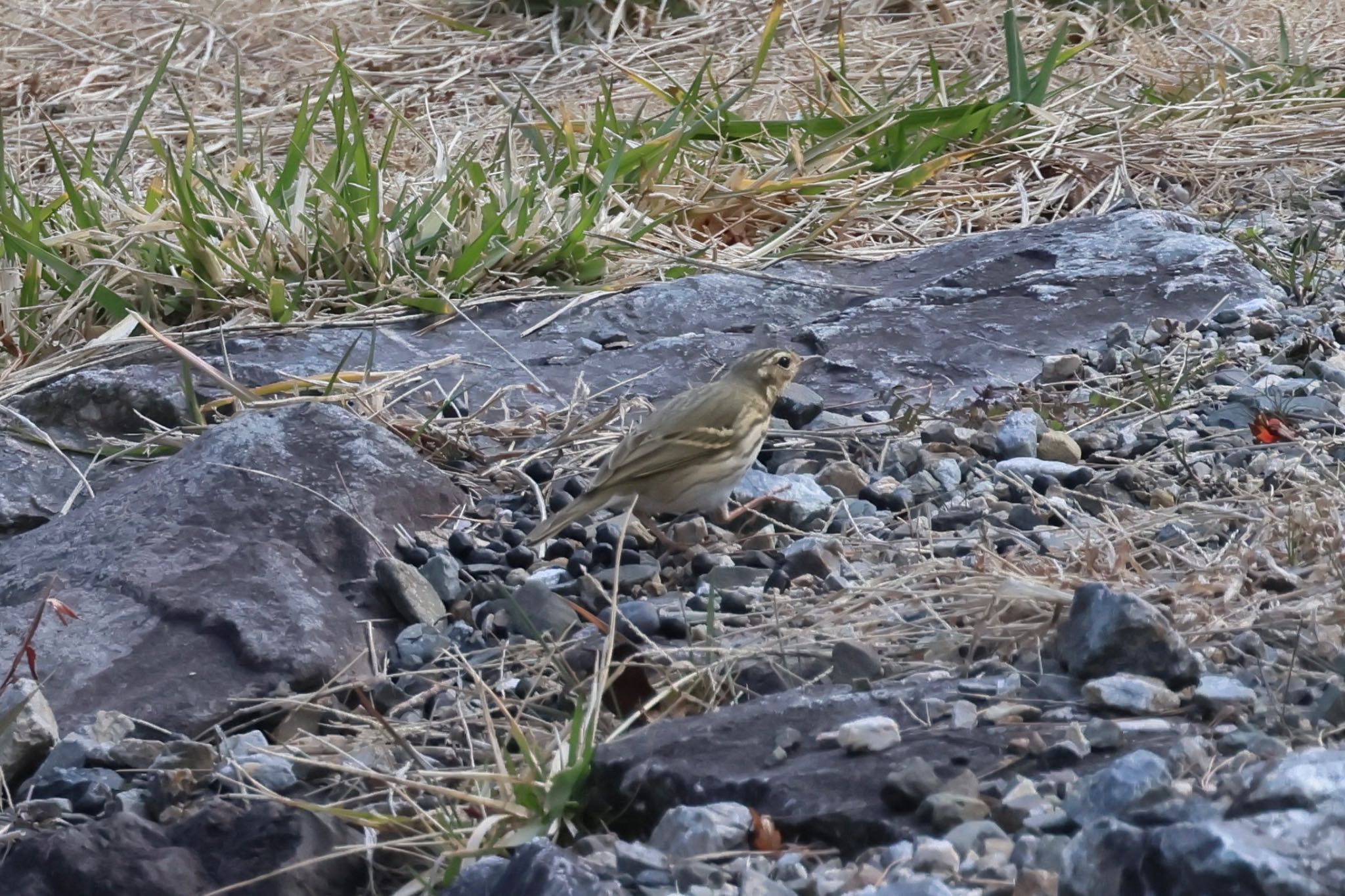 Photo of Olive-backed Pipit at 養老公園 by フーさん