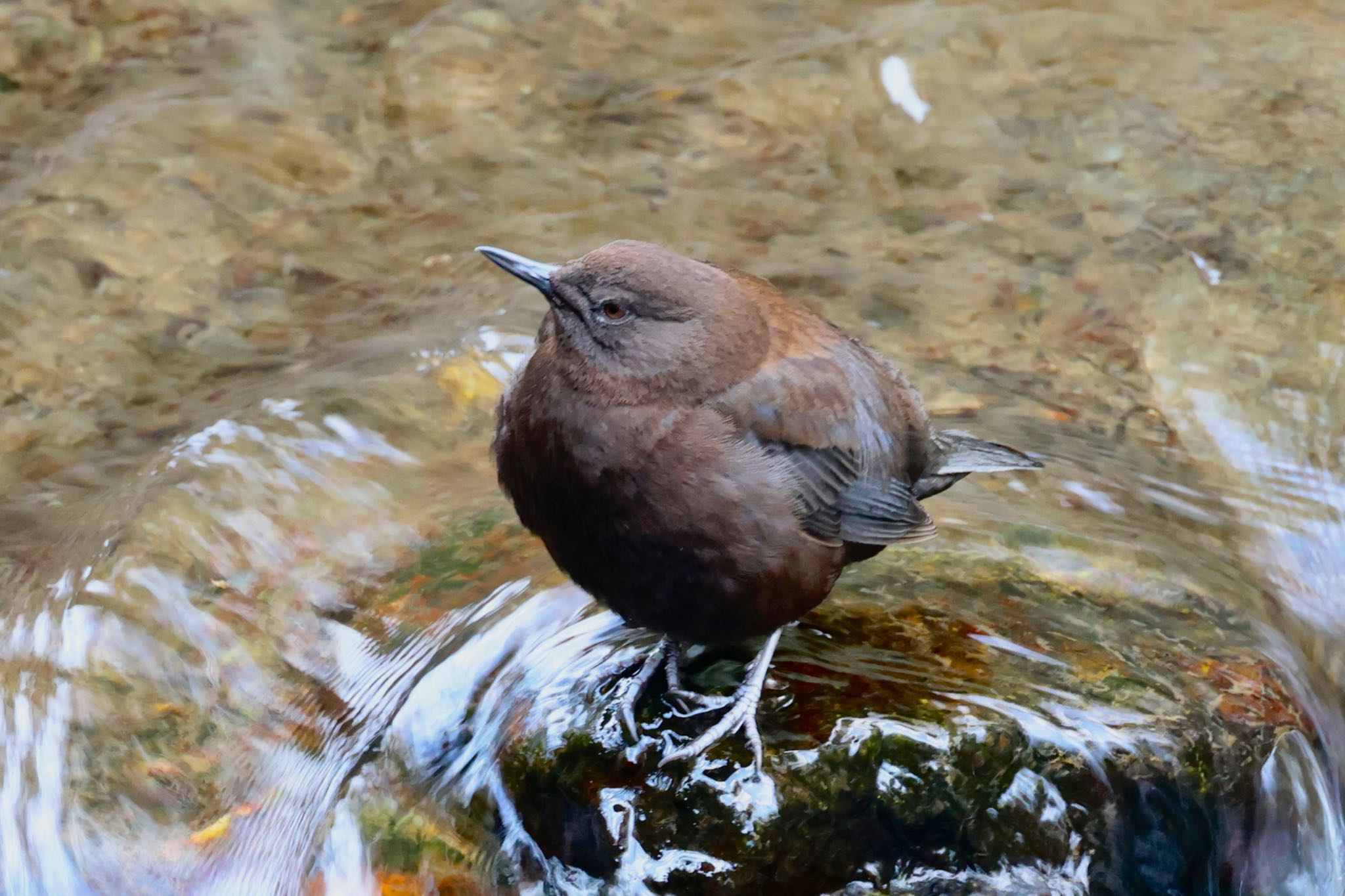 Photo of Brown Dipper at 養老公園 by フーさん