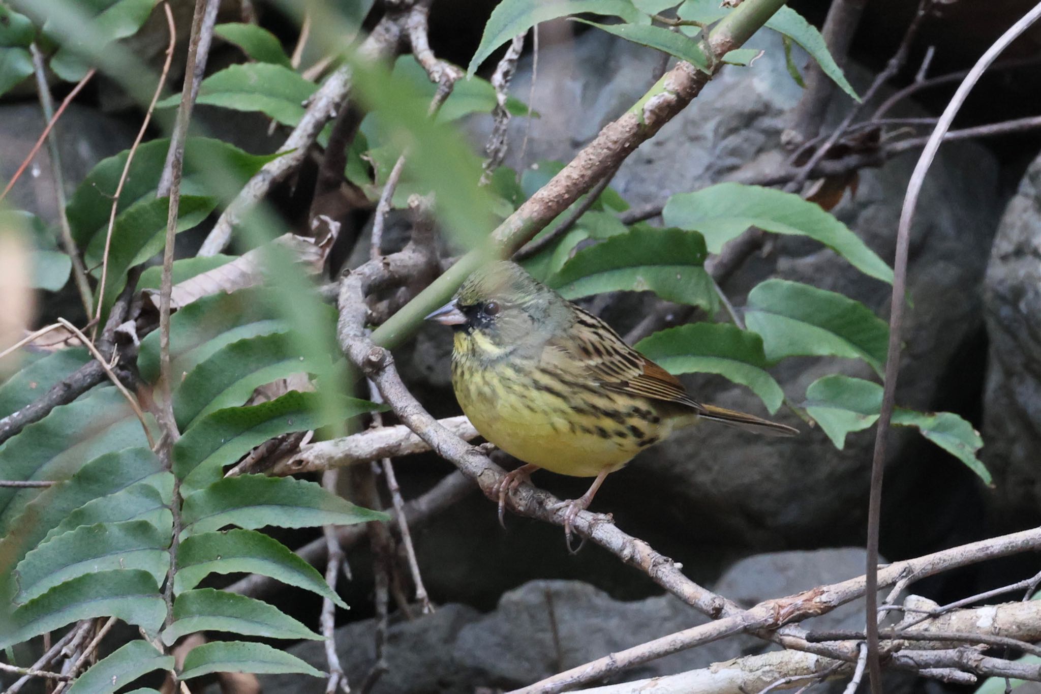 Photo of Masked Bunting at 養老公園 by フーさん