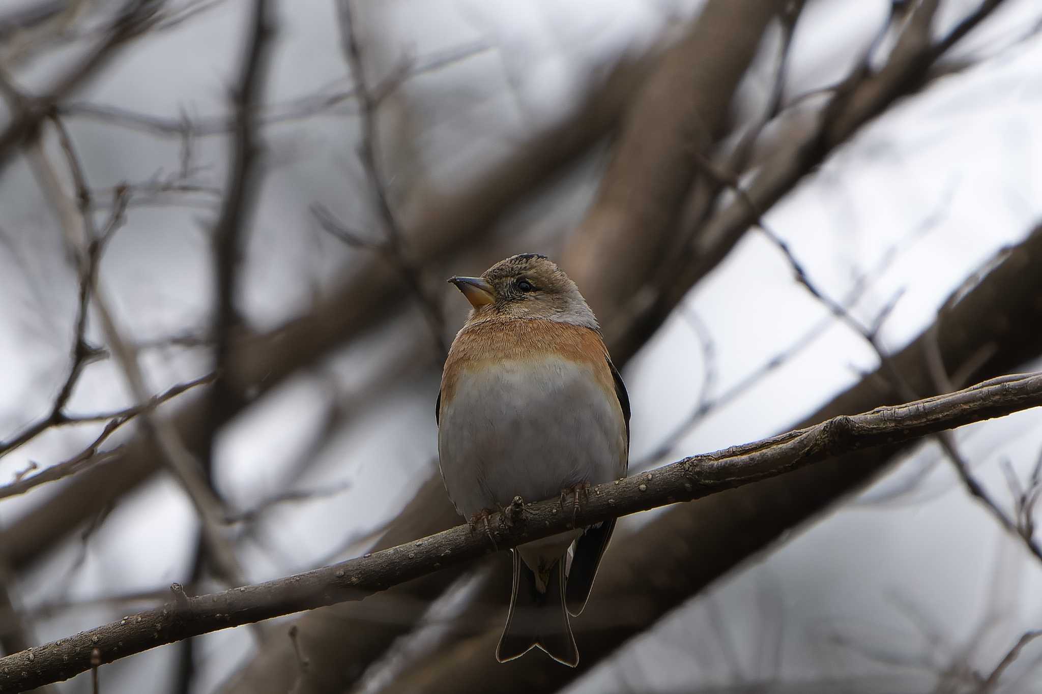 Photo of Brambling at 六甲山 by 禽好き