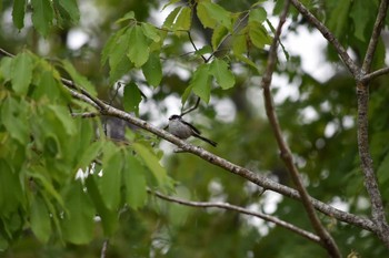 Long-tailed Tit Arima Fuji Park Fri, 5/4/2018