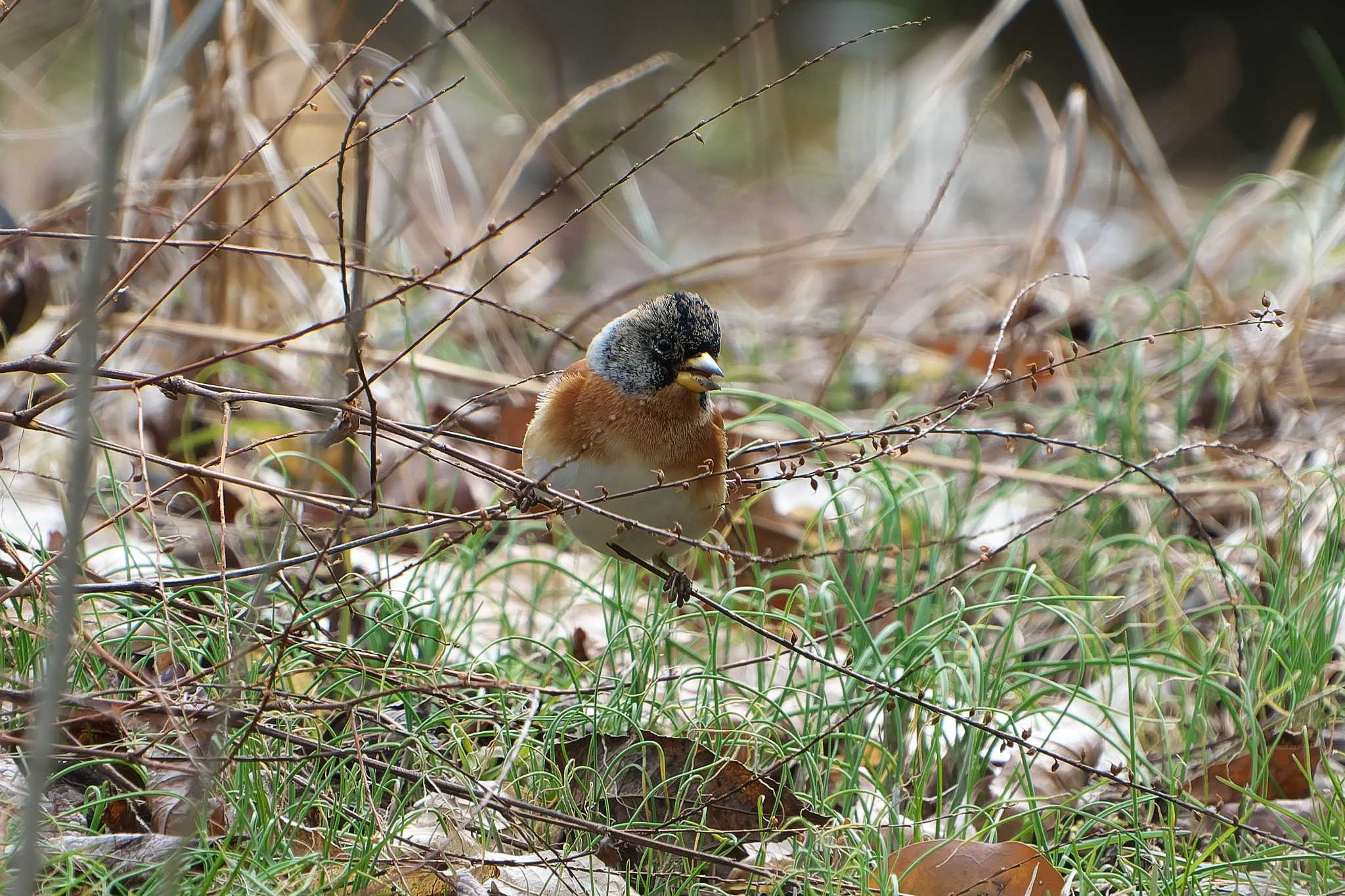 Brambling