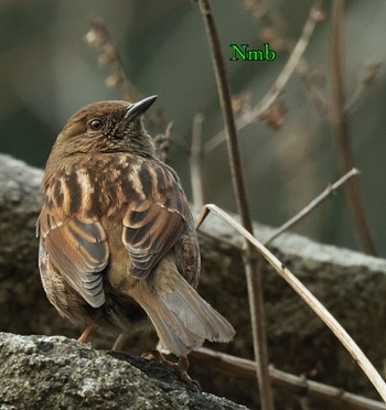 Japanese Accentor Unknown Spots Unknown Date