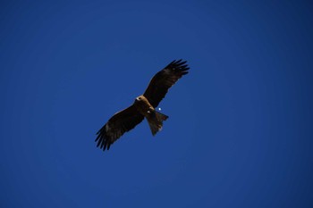 Black Kite 横浜市赤レンガパーク Tue, 2/28/2023