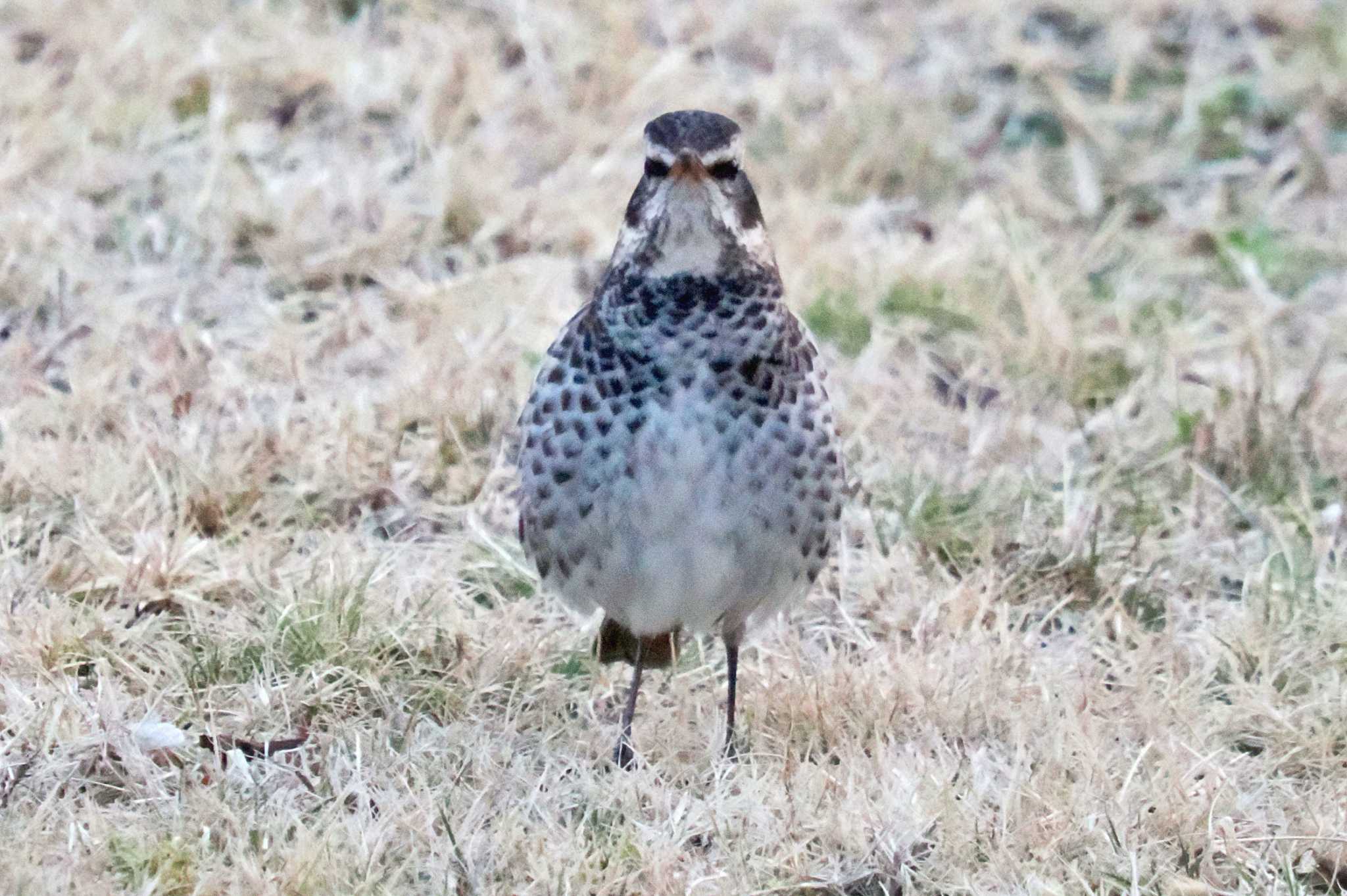 箱根野鳥の森 ツグミの写真 by 藤原奏冥