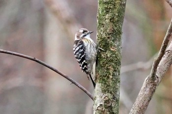 Japanese Pygmy Woodpecker 箱根野鳥の森 Wed, 3/1/2023
