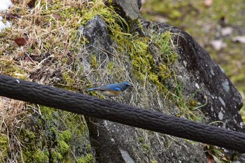 Red-flanked Bluetail Arima Fuji Park Sun, 1/29/2017