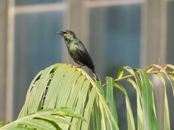 Asian Glossy Starling シンガポール Tue, 2/21/2023