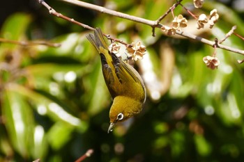 Warbling White-eye 東京都 Sat, 2/18/2023