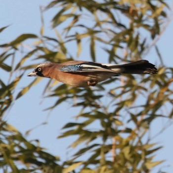 Eurasian Jay 勅使池(豊明市) Wed, 3/1/2023