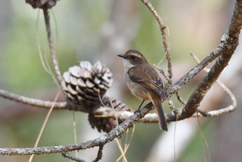 Grey Bush Chat Doi Sanju Sat, 2/18/2023