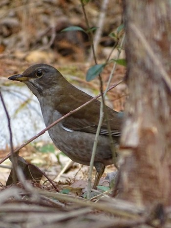 Pale Thrush 生田緑地 Wed, 3/1/2023