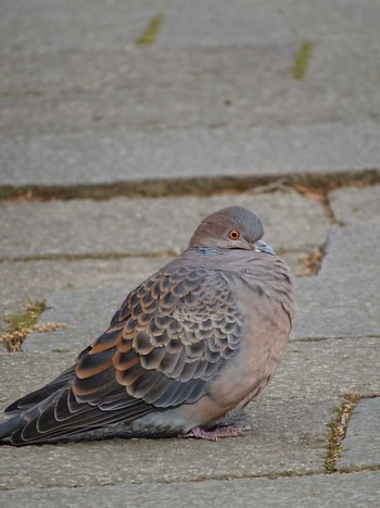 Oriental Turtle Dove 生田緑地 Wed, 3/1/2023