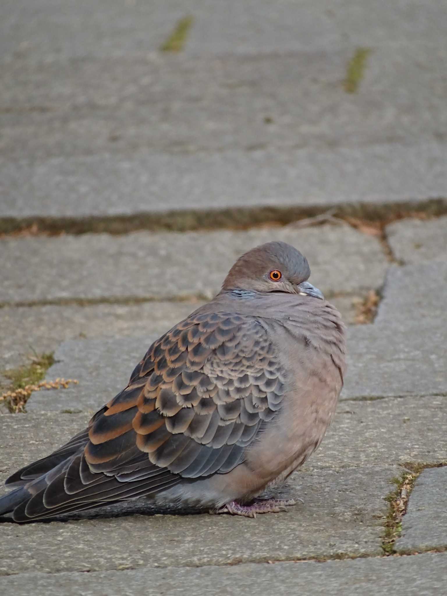 Oriental Turtle Dove