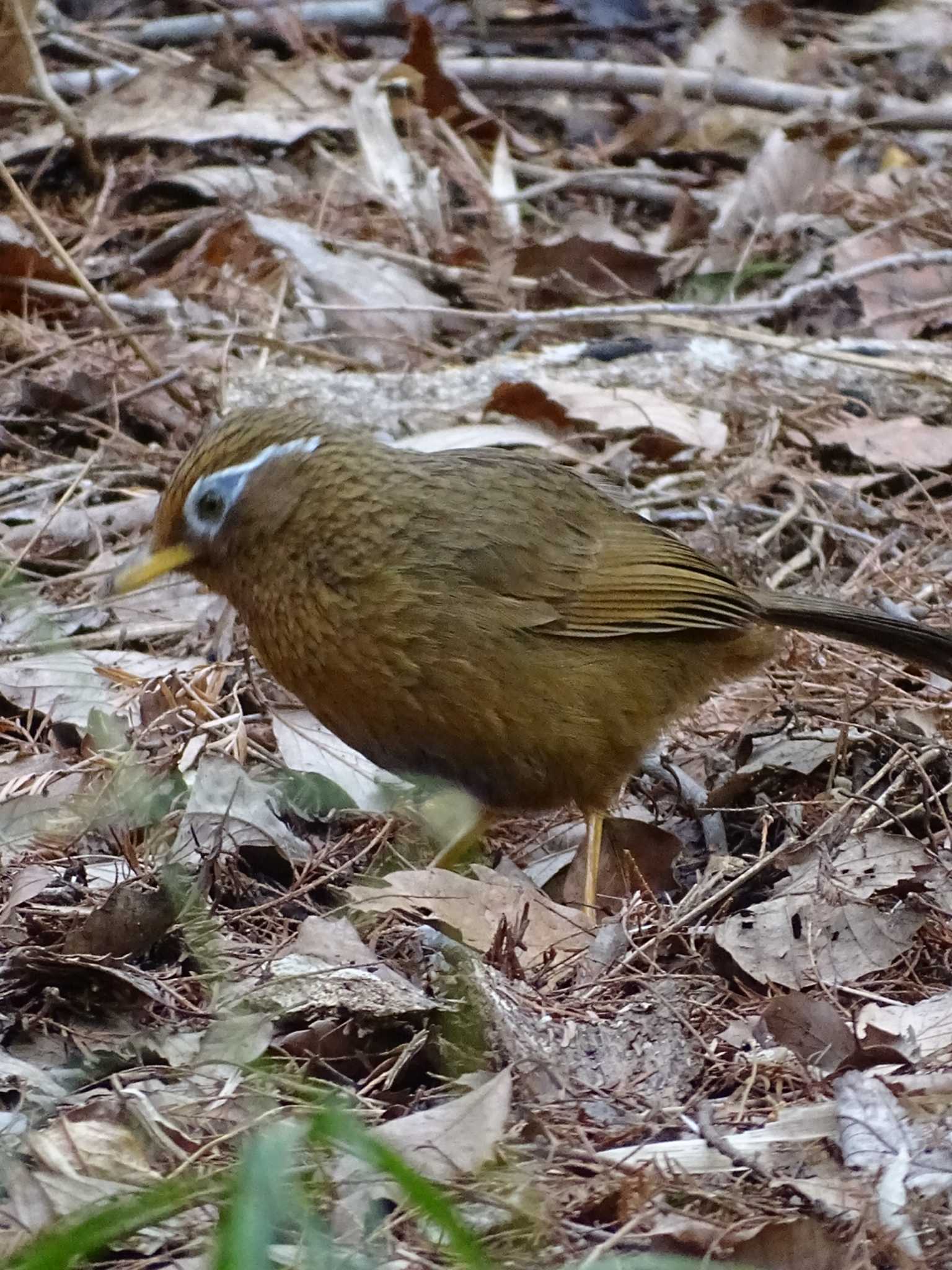 ガビチョウ