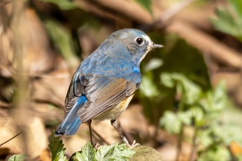 Red-flanked Bluetail 山田緑地 Mon, 2/20/2023