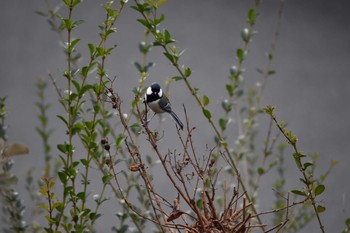 Japanese Tit 三木市緑ガ丘町 Sun, 11/19/2017