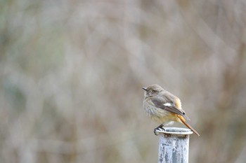 Daurian Redstart 近所 Wed, 3/1/2023