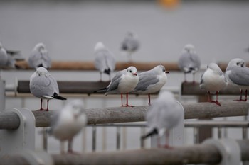Black-headed Gull お台場海浜公園 Fri, 2/24/2023