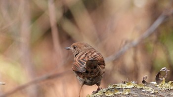 Japanese Accentor 百々ヶ峰 Sun, 2/12/2023