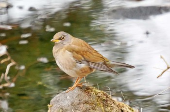 シロハラ 箱根野鳥の森 2023年3月1日(水)