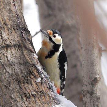 Great Spotted Woodpecker 星観緑地(札幌市手稲区) Thu, 2/3/2022