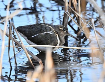 タマシギ 水元公園 2023年2月21日(火)