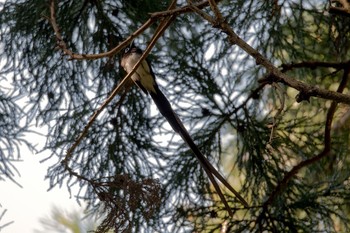 Black Paradise Flycatcher 神奈川県 Fri, 5/4/2018