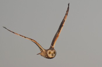 Short-eared Owl 江戸川(三郷) Thu, 2/23/2023