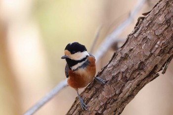 2023年3月1日(水) 埼玉県民の森の野鳥観察記録