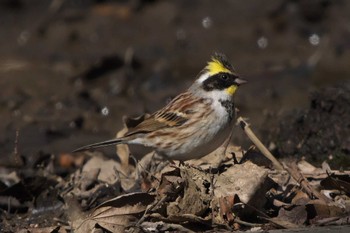 2023年2月28日(火) 秋ヶ瀬公園の野鳥観察記録