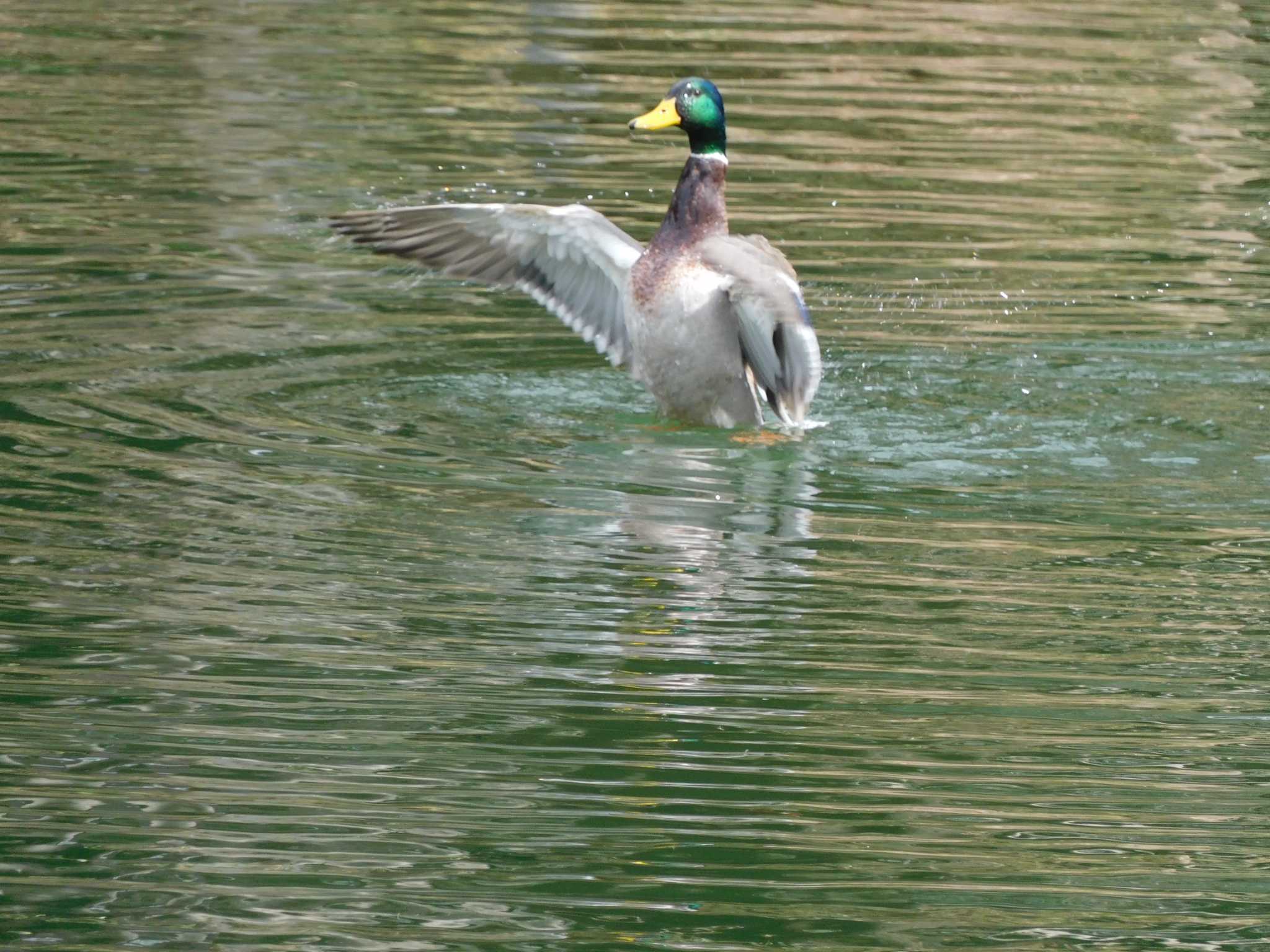 井の頭公園 マガモの写真 by morinokotori