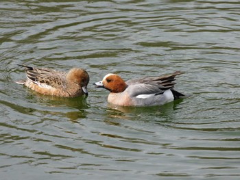 2023年3月1日(水) 井の頭公園の野鳥観察記録