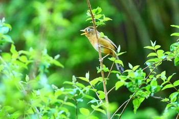 ガビチョウ 神奈川県 2018年5月4日(金)