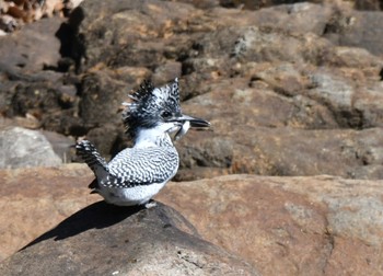 Crested Kingfisher 室生 Tue, 2/28/2023