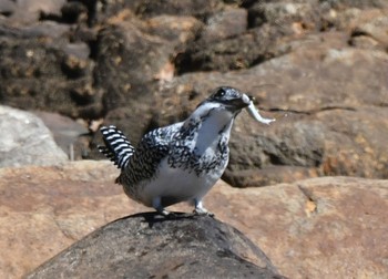 Crested Kingfisher 室生 Tue, 2/28/2023