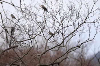 Japanese Grosbeak 七沢 Wed, 3/1/2023