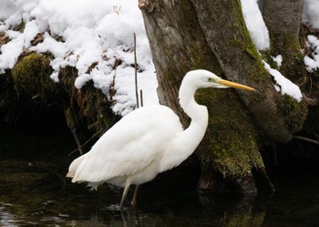 Great Egret Tomakomai Experimental Forest Thu, 2/23/2023