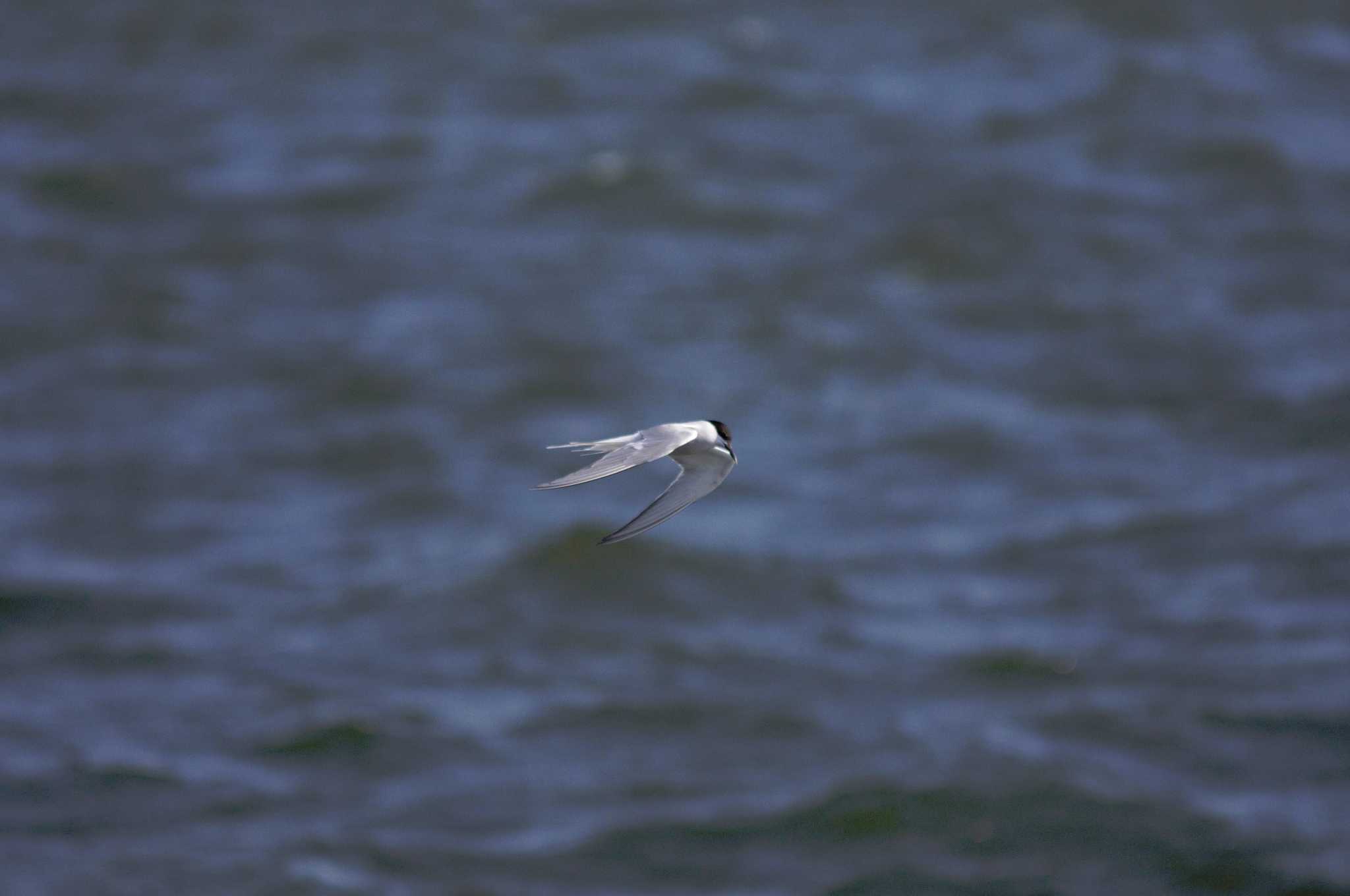 Photo of Little Tern at  by てつじん