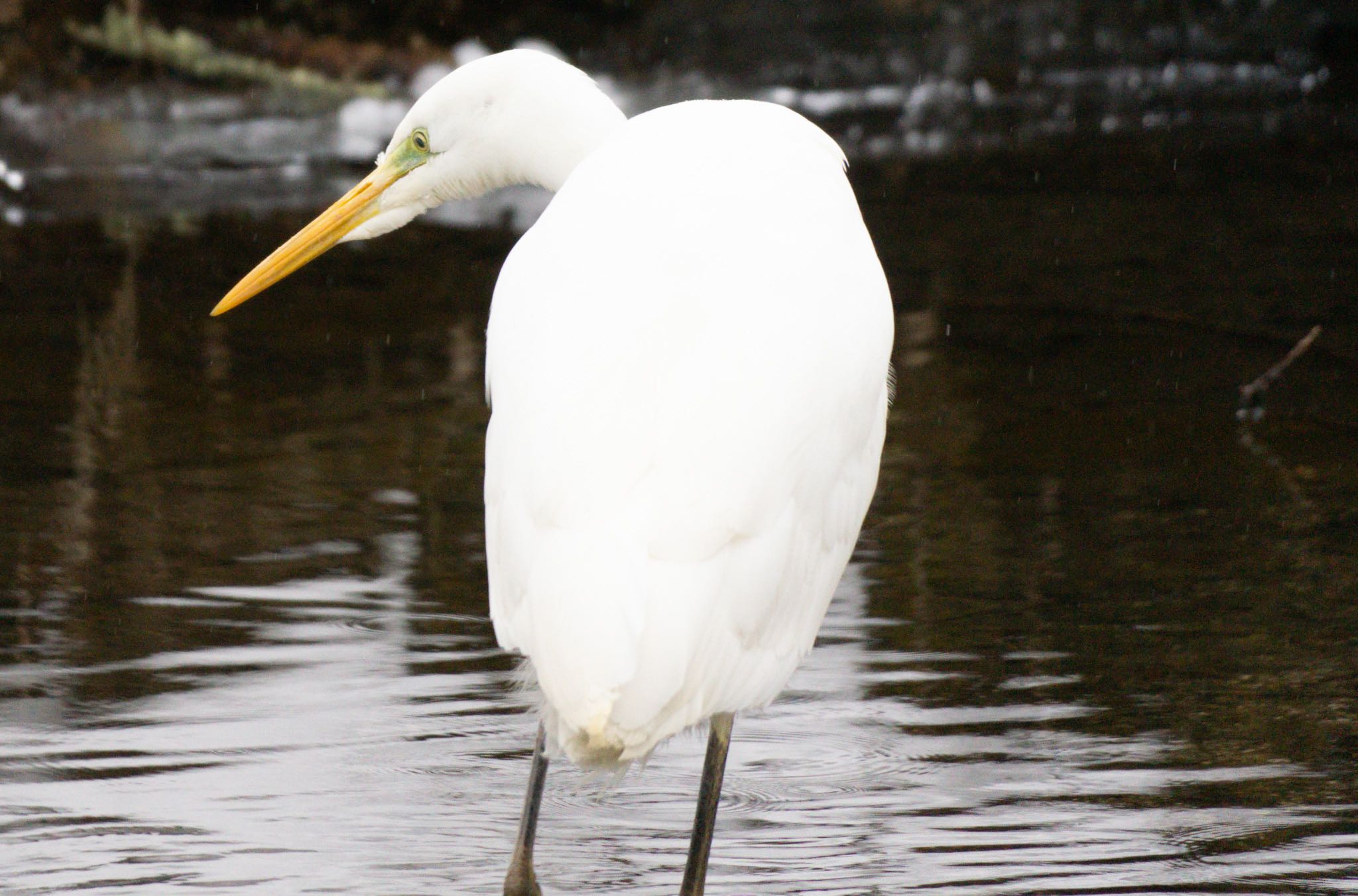 Photo of Great Egret at Tomakomai Experimental Forest by マルCU
