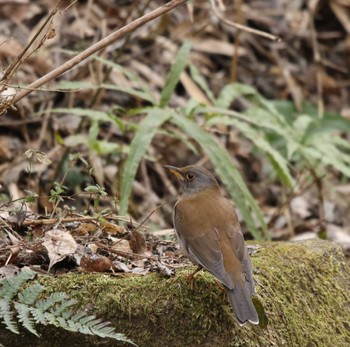 Pale Thrush 七沢 Wed, 3/1/2023