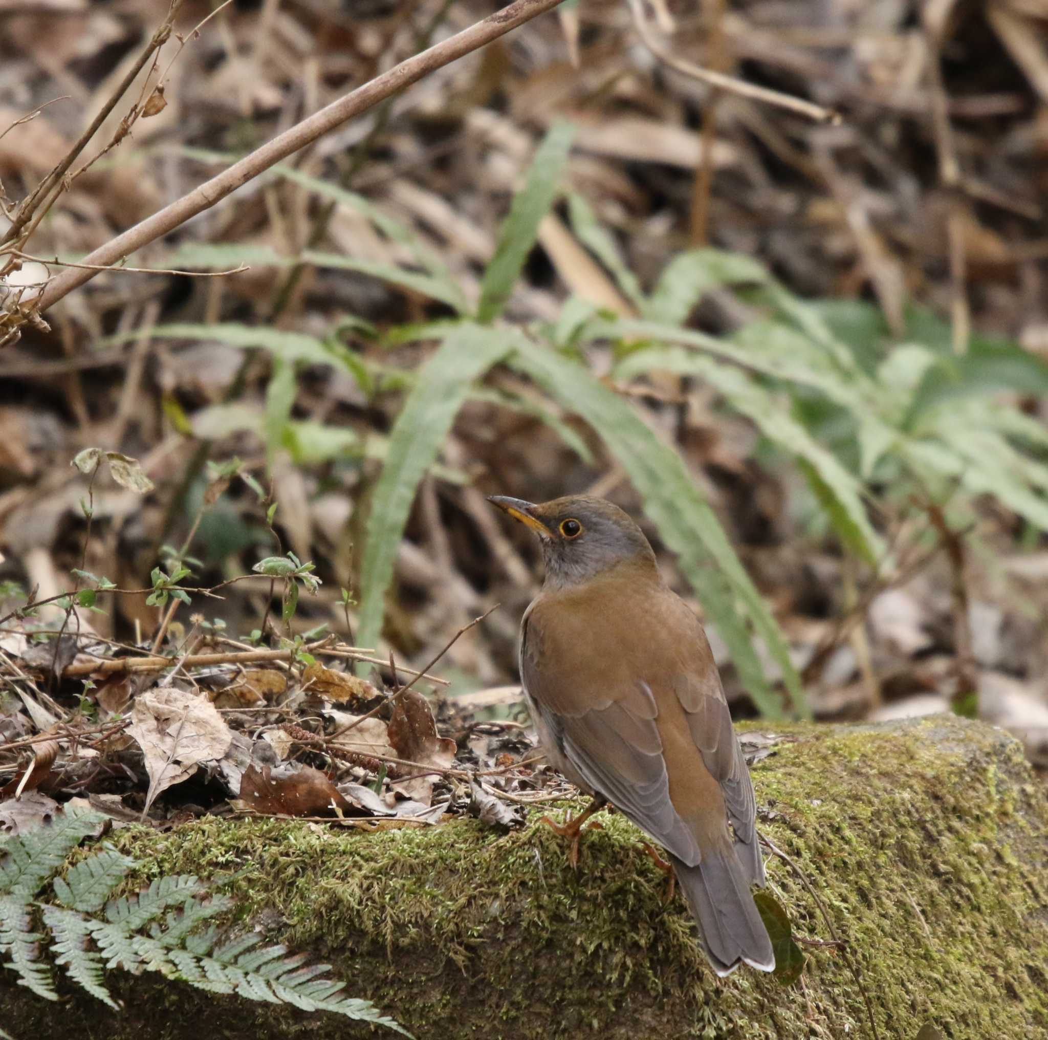 Pale Thrush