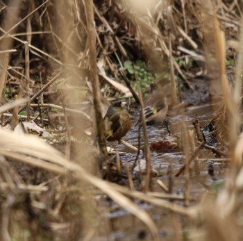 Grey-capped Greenfinch 七沢 Wed, 3/1/2023