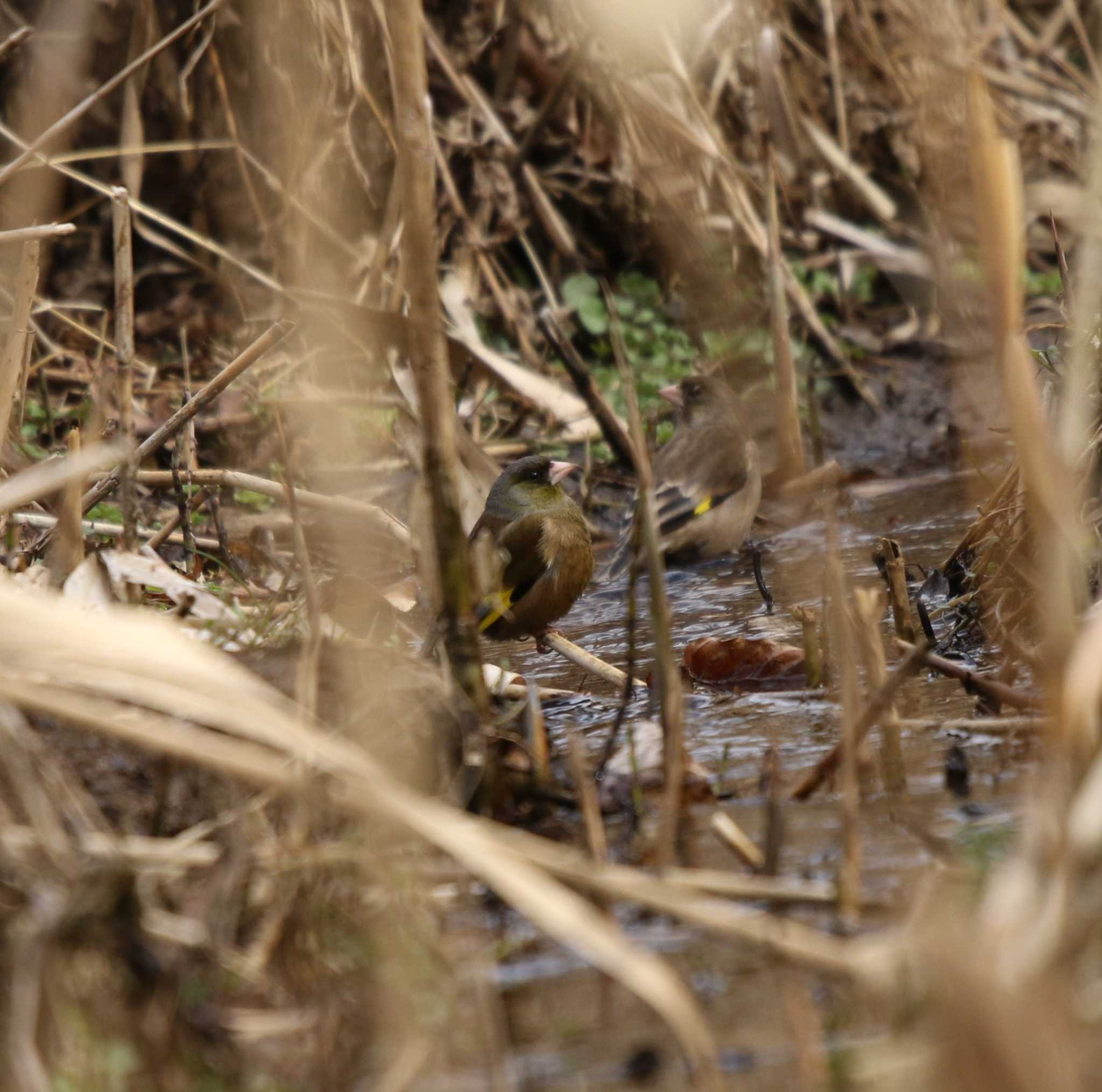 Photo of Grey-capped Greenfinch at 七沢 by Tak4628