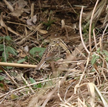 Masked Bunting 七沢 Wed, 3/1/2023